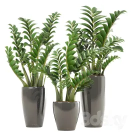 Collection of plants